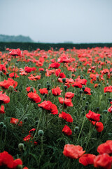 Obraz premium Red Poppy Field
