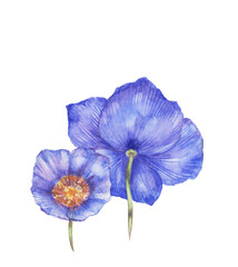 Watercolor blue poppies isolated on white background. Can be used to fabric design, wallpaper, decorative paper, web design, etc.