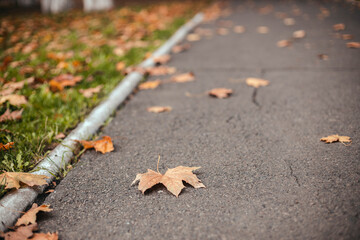 Dry yellow maple leaves lie on the road in the city autumn park