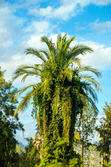 date palm densely covered with tropical vines against a blue sky with cumulus clouds