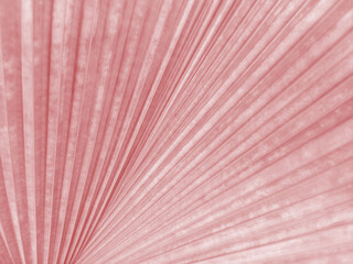 Closeup,Abstract blurred pastel magenta color of palm leaf texture background for design, striped plants, sweet nature