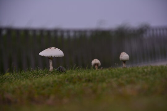 FONDO DE HONGOS 