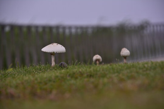 FONDO PAISAJE DE HONGOS 