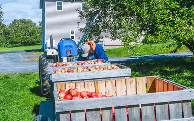 Worker loading apples into wooden crates for shipment from a Vermont orchard in the fall of 2021