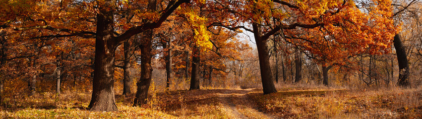 Autumn landscape old oak trees in the park banner panoramic