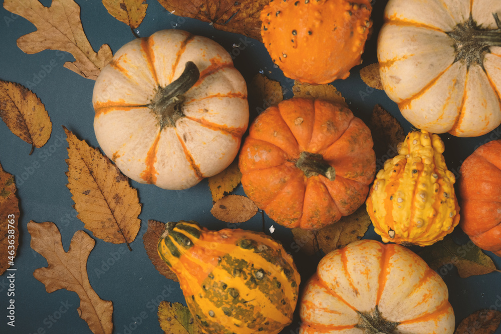 Poster Top view of Halloween or Thanksgiving pumpkins on blue background. - Posters