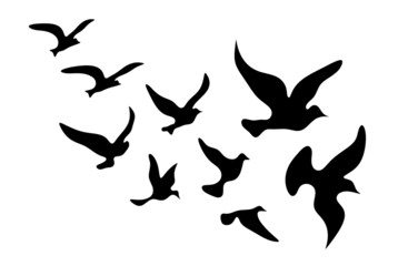Silhouettes of groups of  birds on white