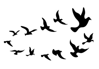 Silhouettes of groups of  birds on white. Vector