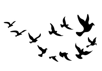 Obraz na płótnie Canvas Silhouettes of groups of birds on white. Vector