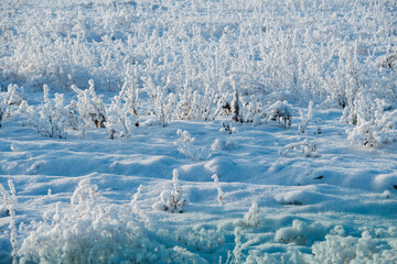 Low angle image of icy wild grass at winter. Air moisture condensed on it. Tips showing above the snow level.