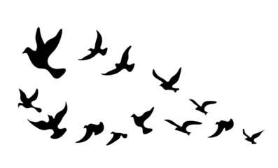 Fototapeta na wymiar Silhouettes of groups of birds on white. Vector