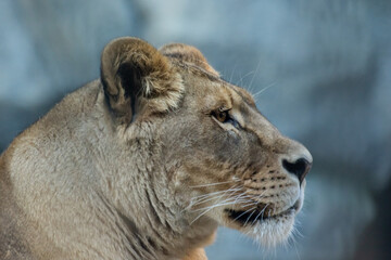 the profile of a lioness