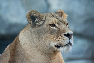 the portrait of a lioness