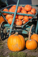 many pumpkins displayed for sale