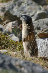 Alpine Marmot (Marmota marmota) in Pyrenean mountains