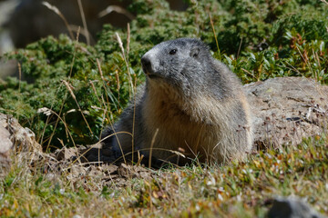 Alpine Marmot (Marmota marmota) in Pyrenean mountains