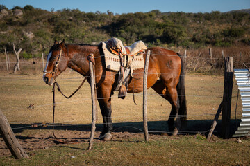 horse and foal