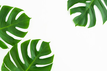 Top view with three Monstera tropical palm leaves on white background.