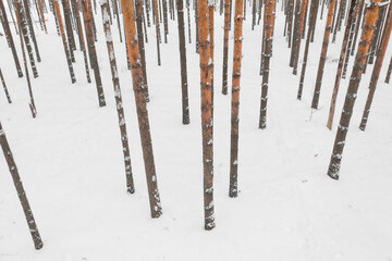 Winter pine forest