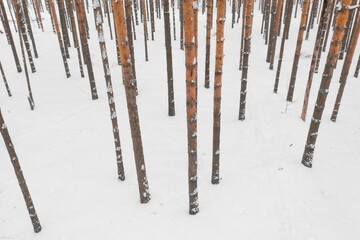 Winter pine forest