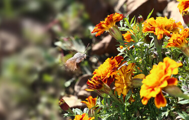 A hawk moth over a flower bed of marigolds