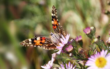 
A large hives butterfly on the autumn flowers of a blue aster ..