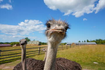 These are ostriches on an ostrich farm. These are cute funny animals with long eyelashes and expressive eyes.