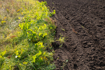 Horseradish Armoracia rusticana taking over the field, highly invasive plant when left unpicked, hard to get rid of. Horseradish plant growing on agricultural field next to cultivated soil land.