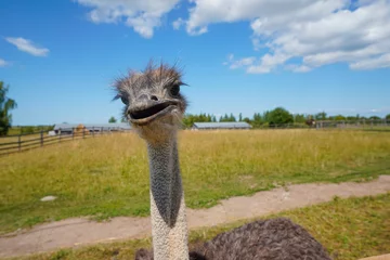 Foto auf Acrylglas These are ostriches on an ostrich farm. These are cute funny animals with long eyelashes and expressive eyes. © KSENIYA