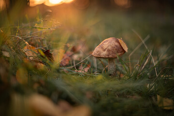 Mushroom Leccinum scabrum in the grass at sunset