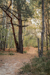 Photo of the autumn forest of the middle strip