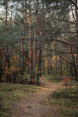 Obraz premium Photo of the autumn forest of the middle strip