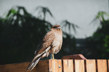 bird on a fence