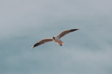 seagull in flight