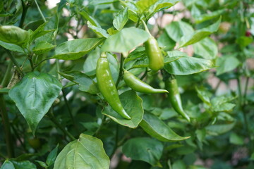 green pepper hanging from the garden