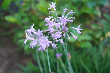 garlic flower in the garden