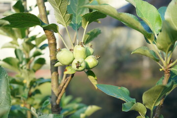 small apples growing on the apple tree