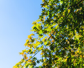 Maple in fall colors