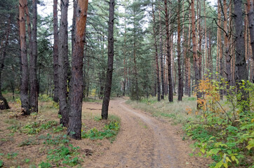 Forest Road