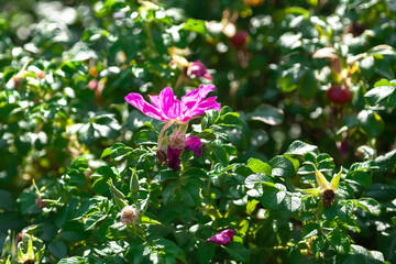 Rosehip - large bright pink flower on a green bush