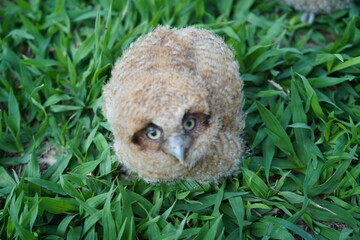 baby owl on the lawn