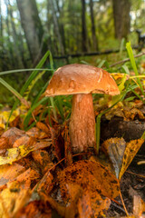 A large Boletus edulis mushroom in the autumn forest under the leaves. close-up.