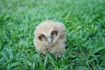 baby owl on the lawn