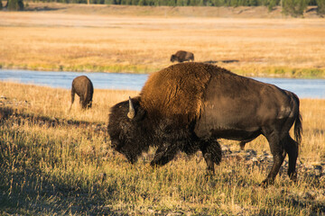 Bison in the Hayden Valley, Yellowstone National Park, Wyoming, USA.