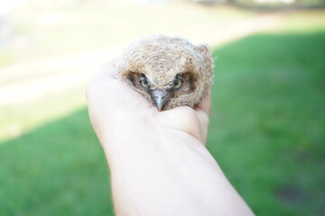 baby owl on the lawn