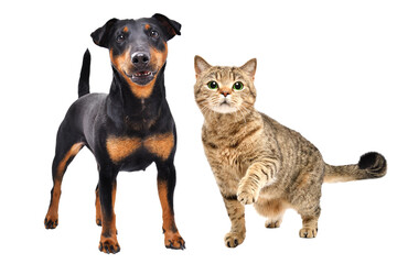 Adorable dog of breed Jagdterrier and cat Scottish Straight standing together isolated on white background - obrazy, fototapety, plakaty