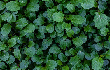 green leaves of young mustard in the garden