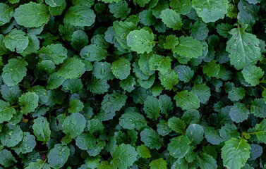 Fototapeta premium green leaves of young mustard in the garden