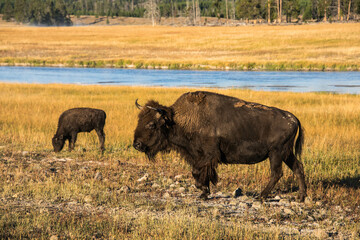 Bison in the Hayden Valley, Yellowstone National Park, Wyoming, USA.