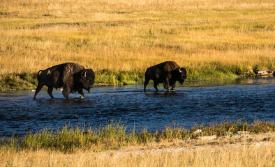 Bison in the Hayden Valley, Yellowstone National Park, Wyoming, USA.